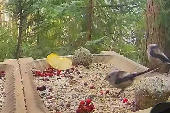 livebirdspoland_abd156b960cd680b6c115103a801a1cf.jpg