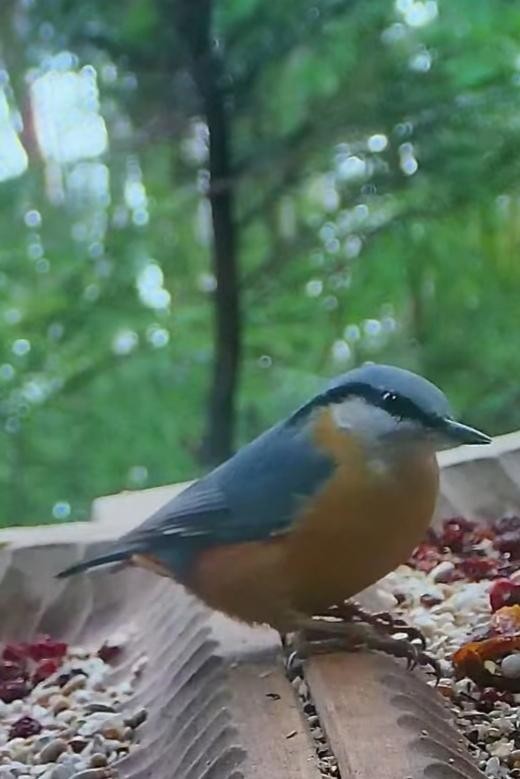 livebirdspoland_2764209001b3b9984966691c087506d2.jpg