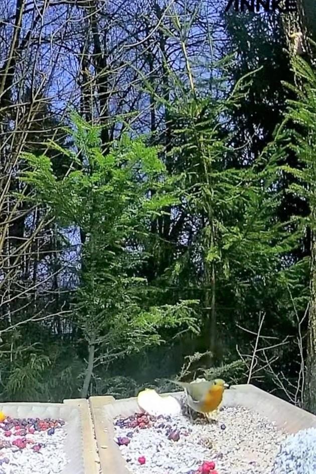 livebirdspoland_1f8fb40283d1a7259bfafbce686b1c43.jpg