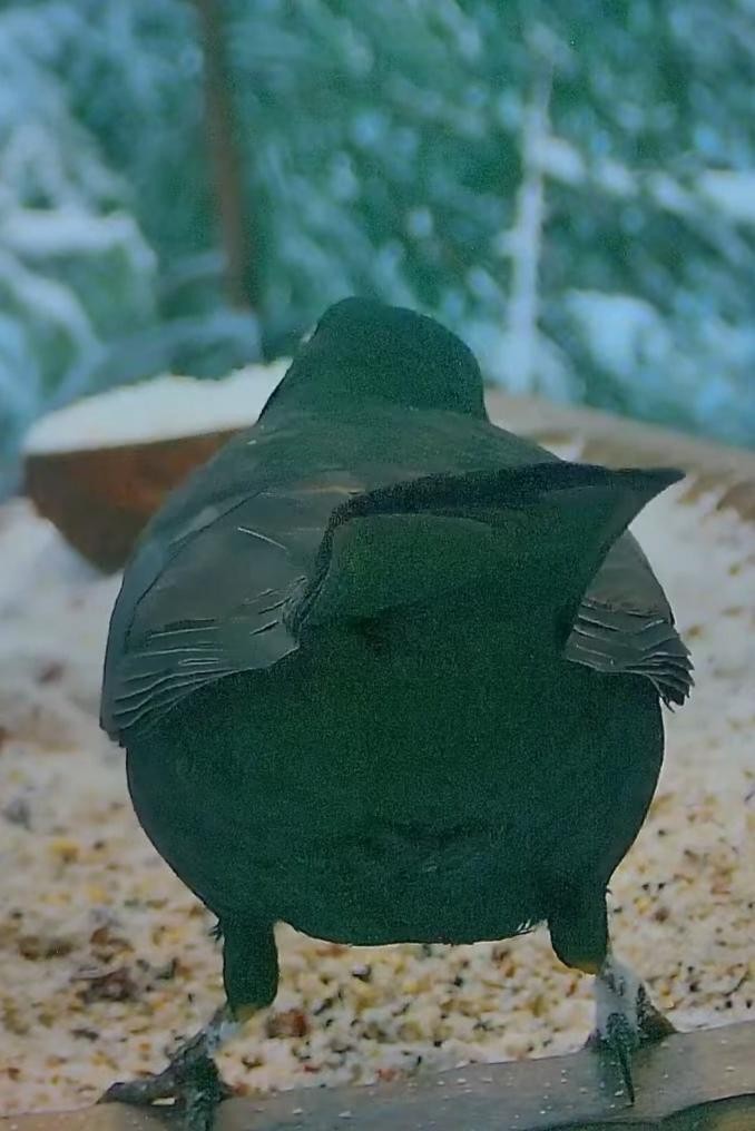 livebirdspoland_2b47252f5ff4851059987476ee8fc931.jpg