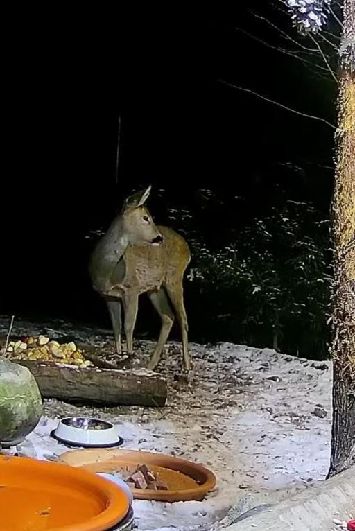 livebirdspoland_e166be4488e98e8a3ec86dc901a66f0f.jpg