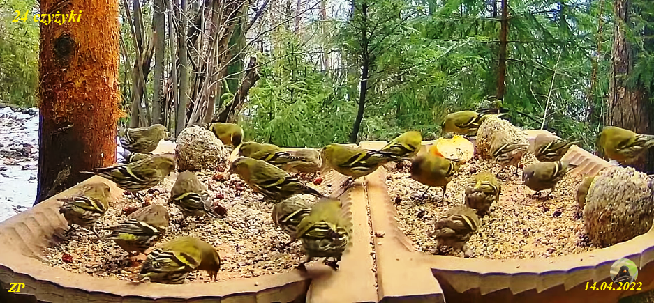 livebirdspoland_94639e39df7a4f4fc28dda7219d18259.png