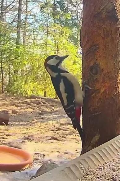 livebirdspoland_33d8f3f37f53739cea495b38712202db.jpg