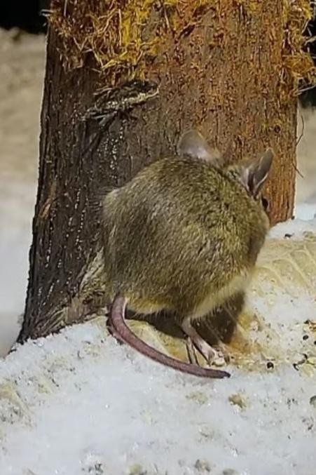livebirdspoland_9879687e497513b2997e273c29e5a01d.jpg