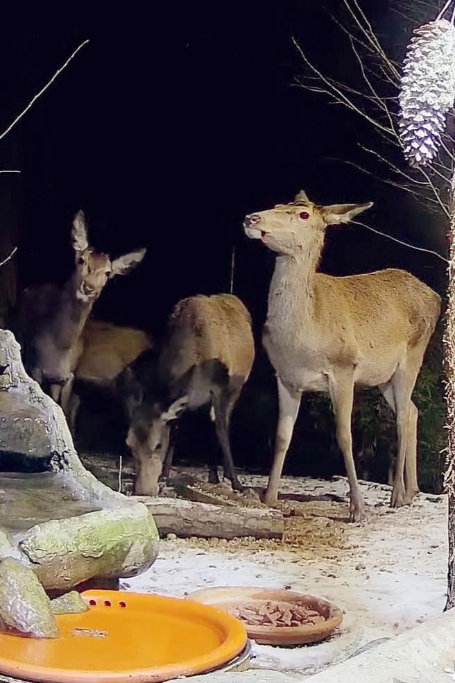livebirdspoland_d9e9d444e904a875b4e1b777f43a8ac0.jpg