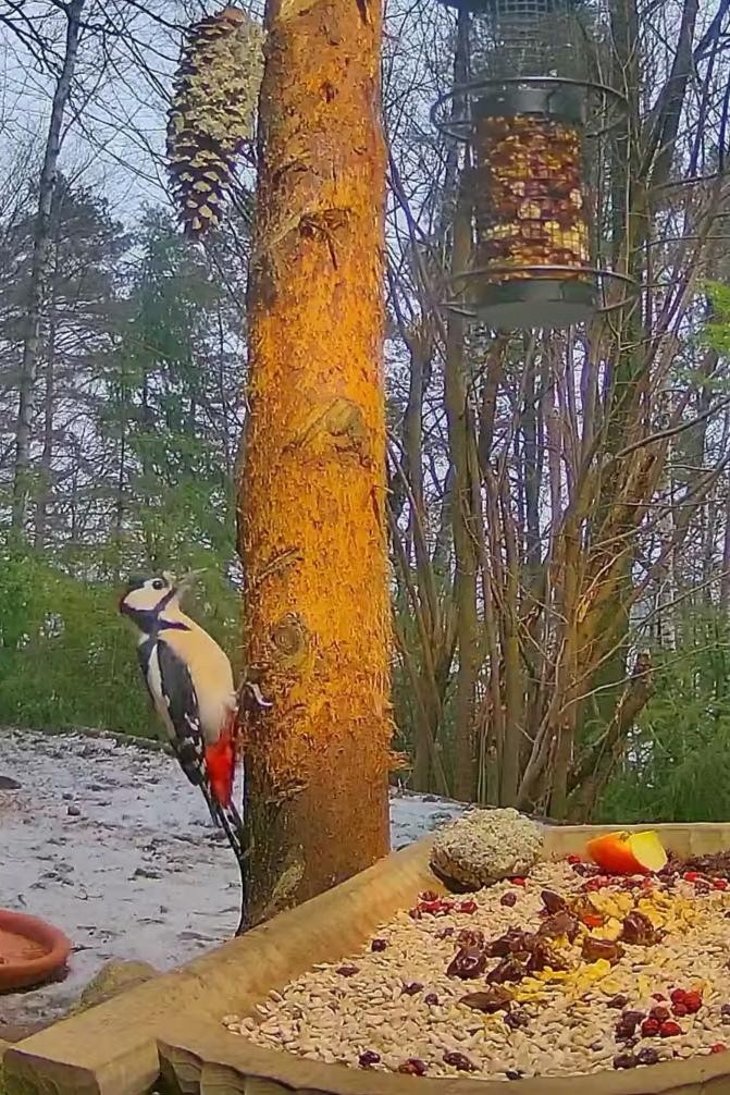 livebirdspoland_1747545dd998b58e4c53549fe8d58308.jpg