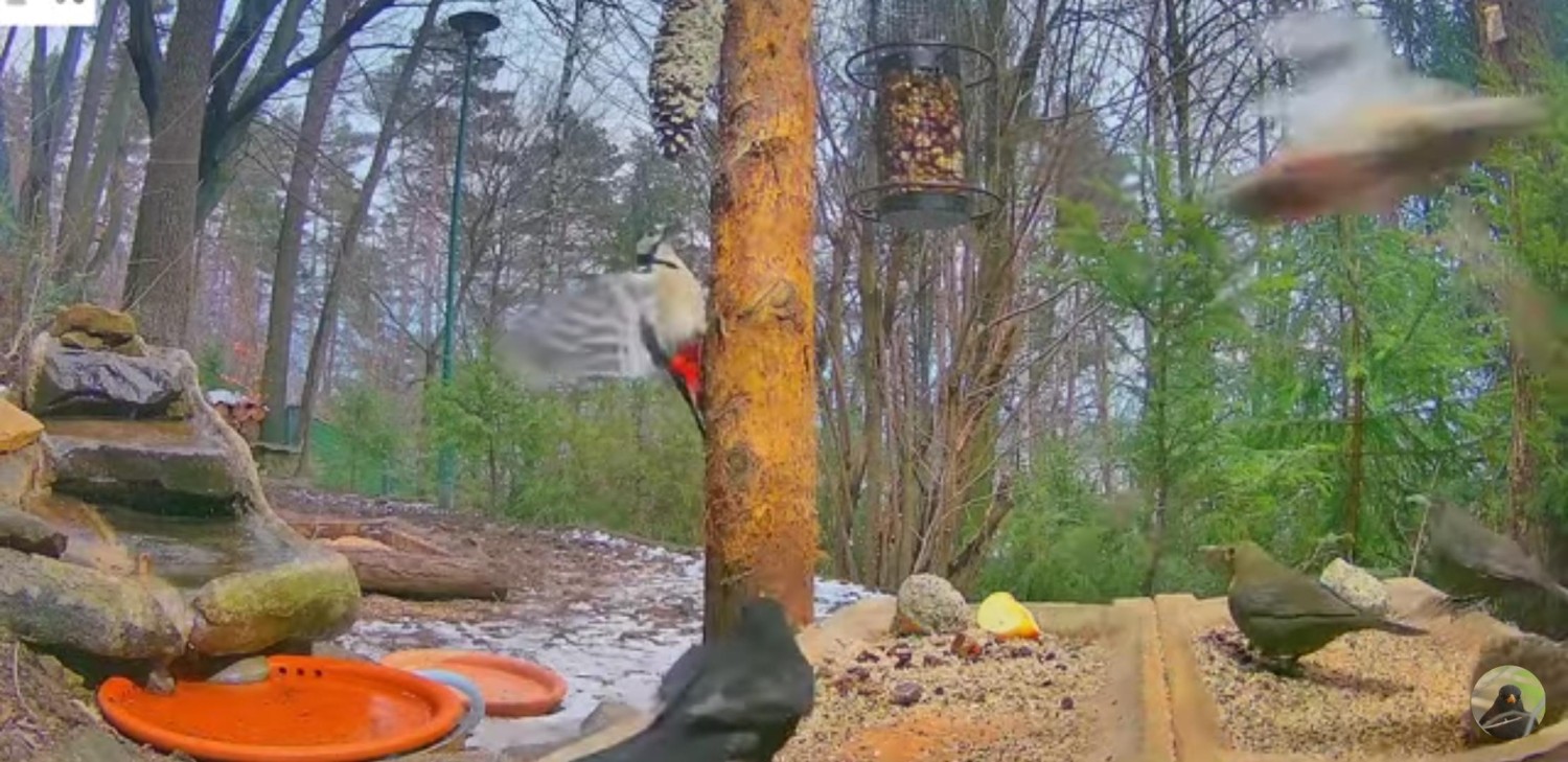 livebirdspoland_f09fa4e6a60496f2ca5f971c2770f286.jpg
