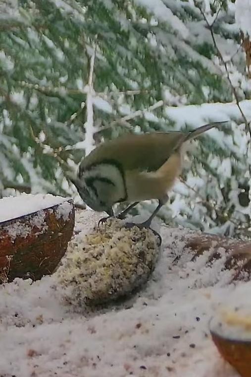 livebirdspoland_3e674ea7085ffc15d3cf1f20816625ed.jpg