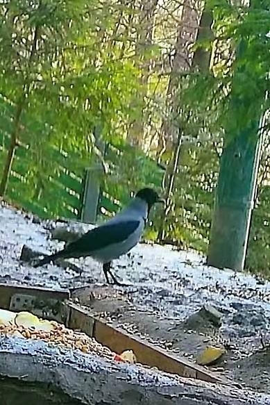 livebirdspoland_f1bea7ec6f7f65ee61cf11eb56242383.jpg