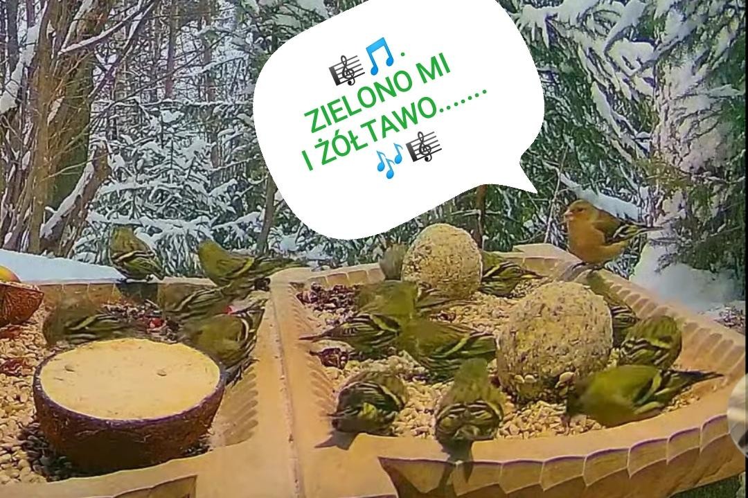 livebirdspoland_b50a32085760ee64bdd316e7a3934ac7.jpg