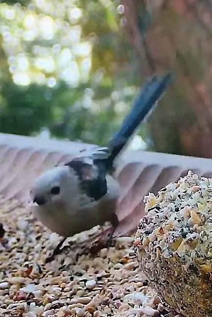 livebirdspoland_9a0ebe6070aea1c5f625088e330aa280.jpg