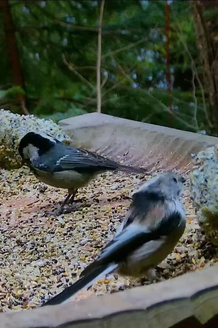livebirdspoland_bb3ab9c5b464af6fa5cddad39defd6bf.jpg