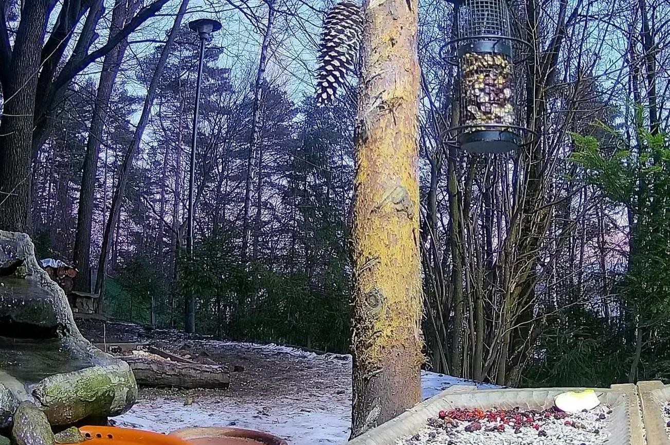 livebirdspoland_a044cb936c45b2274ab5484011c3113a.jpg