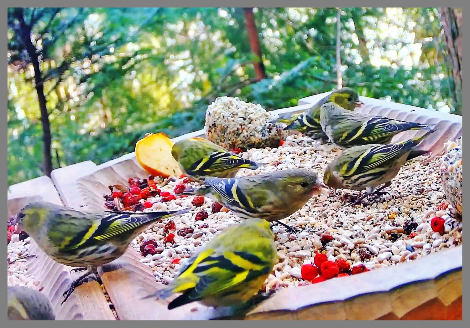 livebirdspoland_83c4570a5592d6feafc016b3a94bd570.jpg