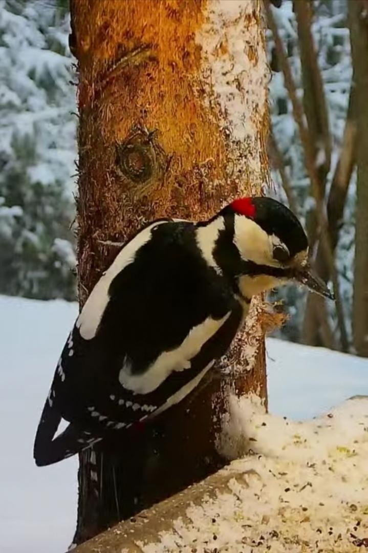 livebirdspoland_34ecd730fa734576d181243a06035d27.jpg