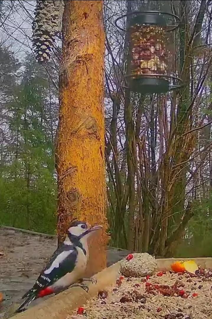 livebirdspoland_ab6e98337cf48170d362f5a4cee7a70a.jpg