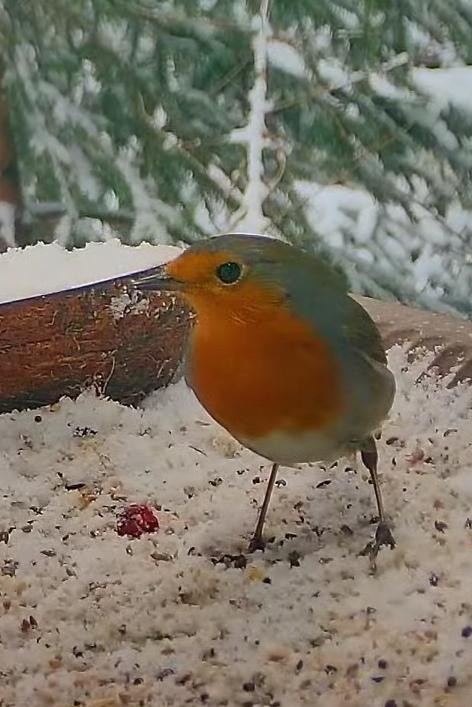 livebirdspoland_c04061ac9a68633e5fc9e9cf0a7a6b4e.jpg