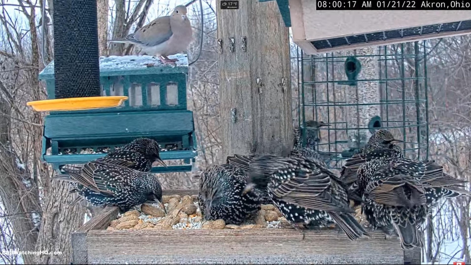 livebirdspoland_4f18eeb965865490cbc92b666e9d6fc0.jpg