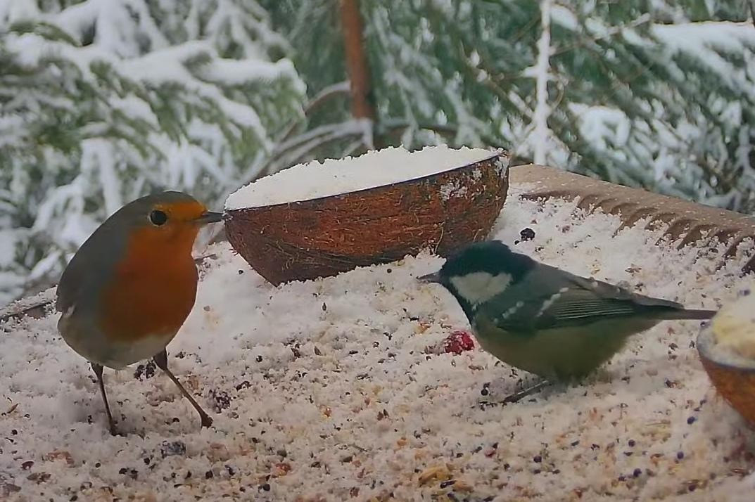 livebirdspoland_b7067153e55f8940d6ad44b7bc75aa19.jpg