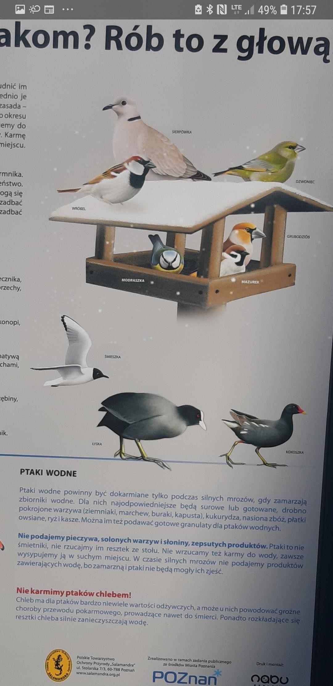 livebirdspoland_192a821ae78c704ae54d11b9d0a67bb5.jpg