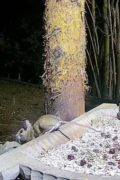 livebirdspoland_0c9f00dc47c5c5780f4ab96845d0dd3e.jpg