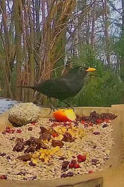 livebirdspoland_f97c9df4971c7df02f2a5fb344cfd6cb.jpg