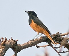 livebirdspoland_7190bf7ab389eb99d9eae9fd9c0a3191.png