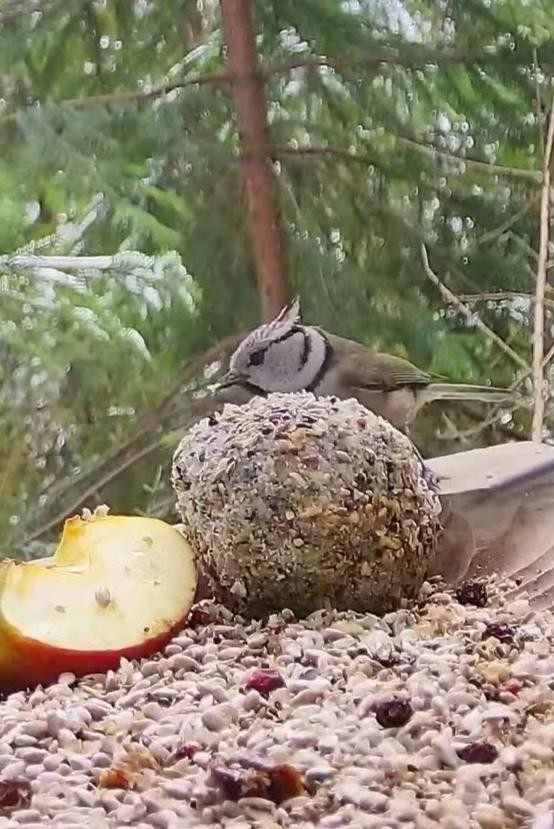 livebirdspoland_6d0f0d2dee0e865fd9100c7d042d91ac.jpg