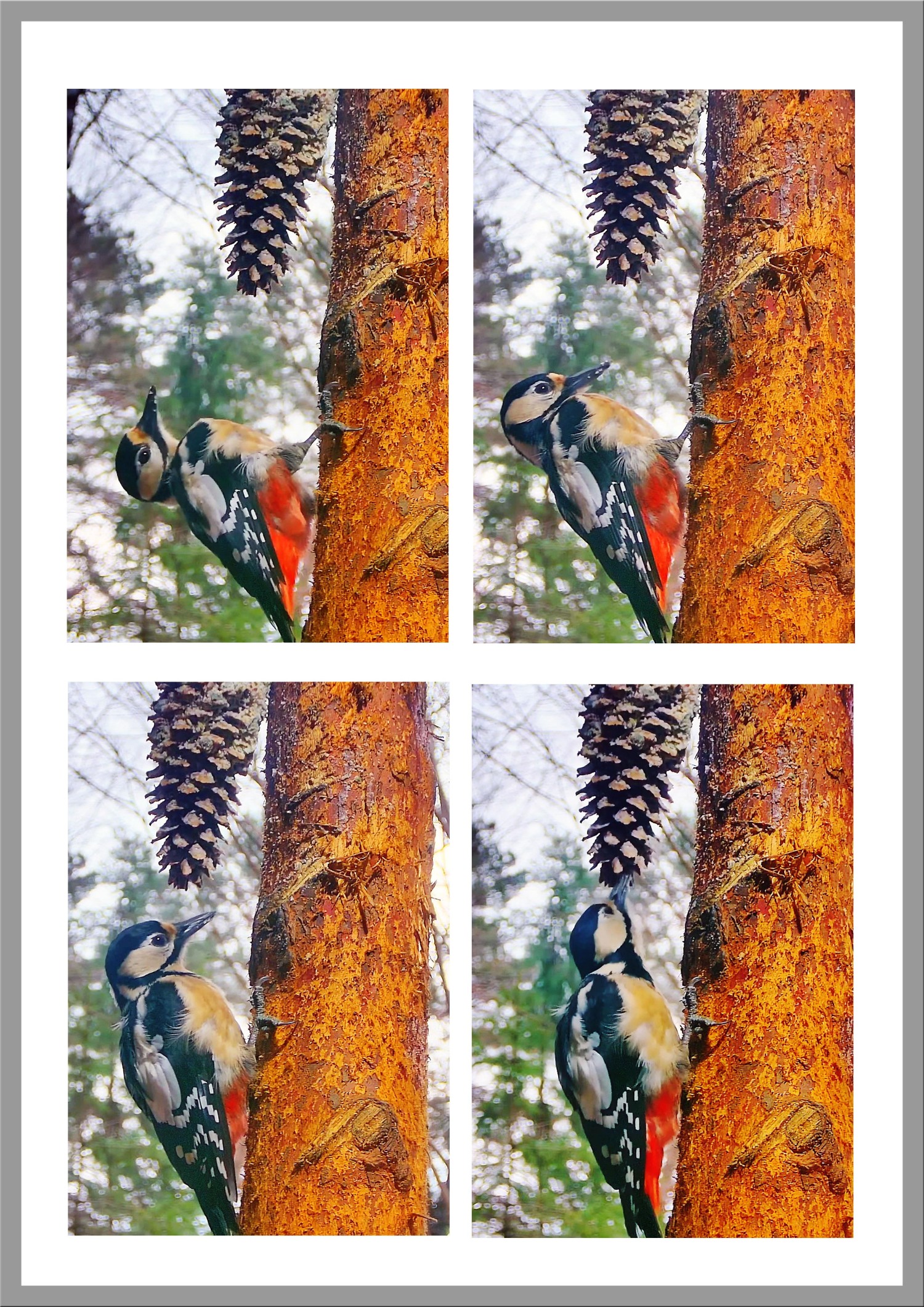livebirdspoland_27b5bf81bd877286a487090a87892dd3.jpg