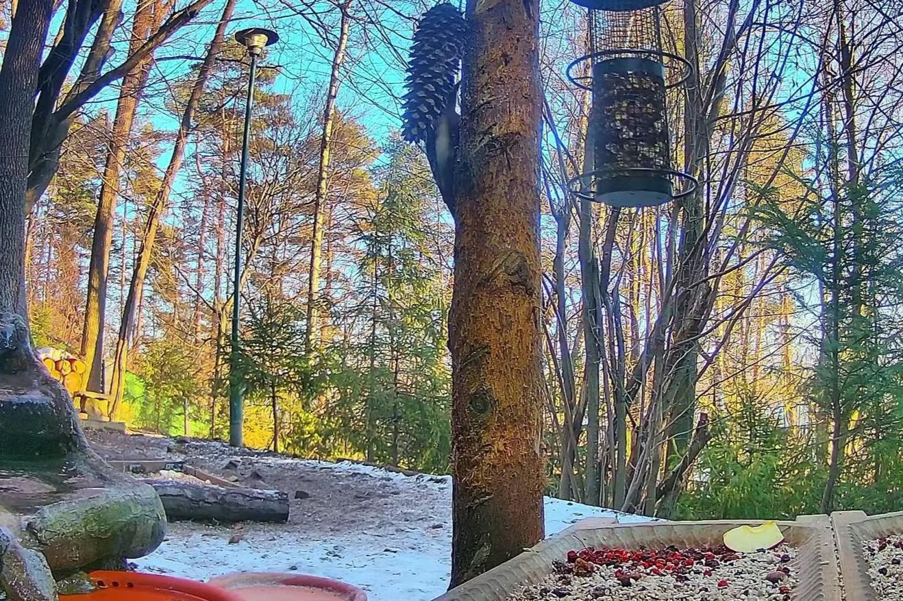 livebirdspoland_0b60e47fa1c19b5ee8731f35e639354c.jpg
