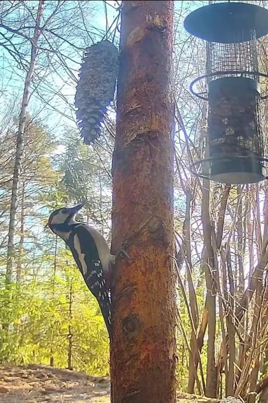 livebirdspoland_405e3169929588adf6fdeb23115ff31d.jpg