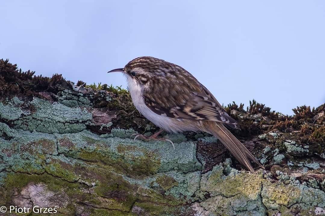 livebirdspoland_7e0b893fdd5c6f95c68f644810b9dbbe.jpg