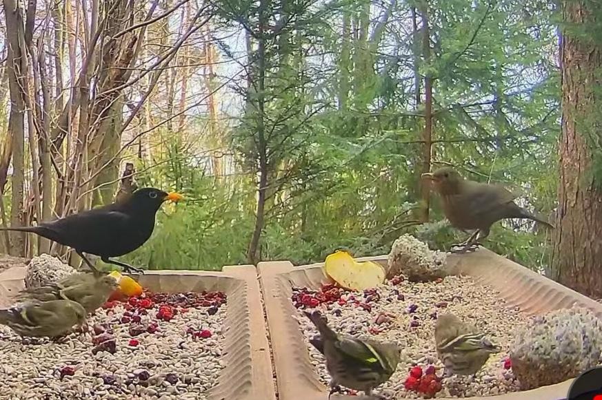livebirdspoland_97a8975257a943bcd11e4197a54ca3e7.jpg