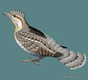 livebirdspoland_b096e00a218c37c4a904aadb37a6d5a2.png