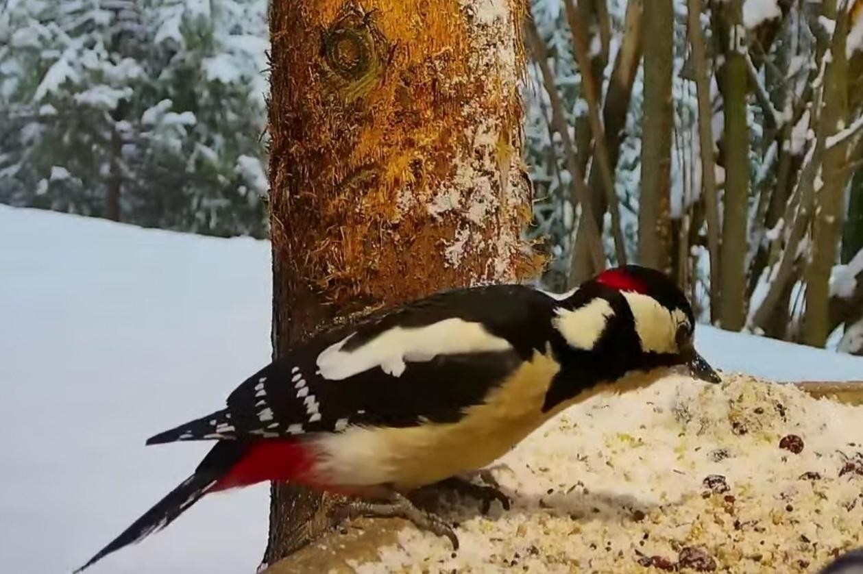 livebirdspoland_673dcf30033fcee95e99105536a23c53.jpg