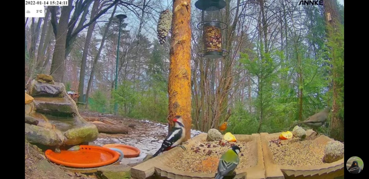 livebirdspoland_ccfa1ef1d13173fc33673a6b2c7f0608.jpg