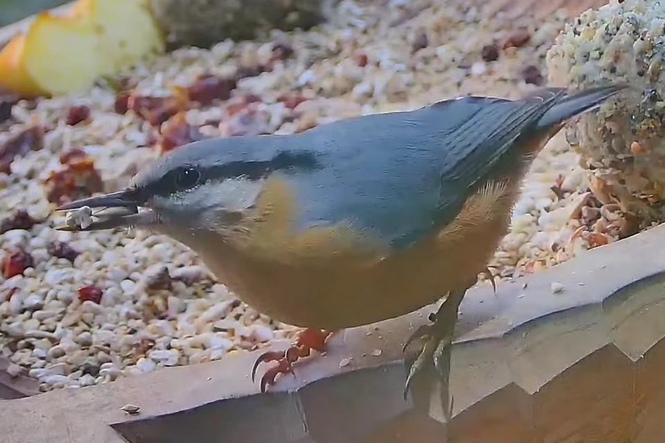 livebirdspoland_f5d0ca4c139dc08215b50c5df206c2a4.jpg