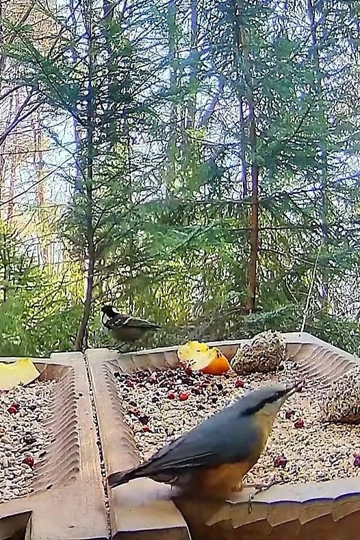 livebirdspoland_004daa04acdee17915275df785f808a5.jpg