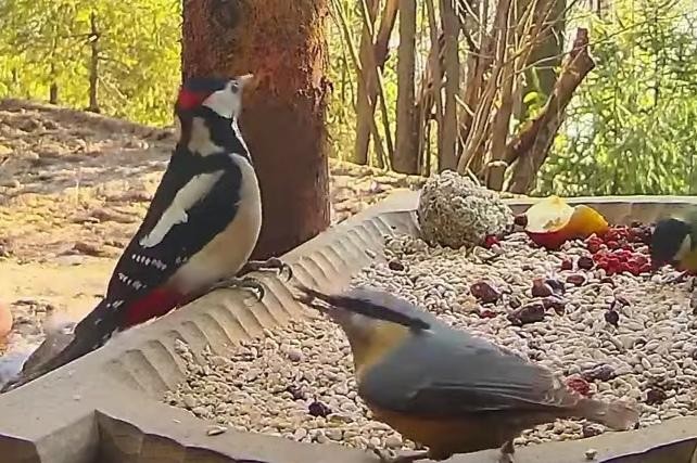 livebirdspoland_03ed72a5809f8c3866a07ef06c9925a6.jpg