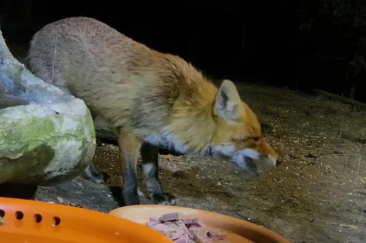 livebirdspoland_f5df4b38f13779761b4dd9306690108c.jpg