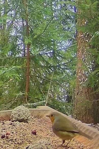 livebirdspoland_8e0058918a10cb383b63b03716c0df80.jpg