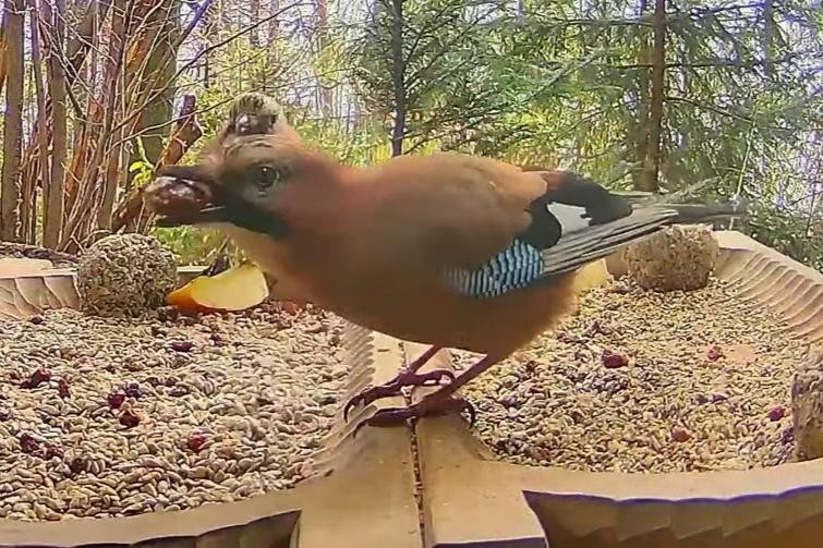 livebirdspoland_8b221c31928a62574b0bb7ca83b851a6.jpg