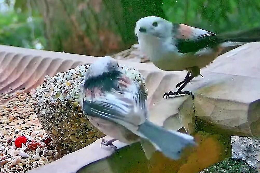 livebirdspoland_d62d9d8bd698cb8d18ef3bf0912e7649.jpg