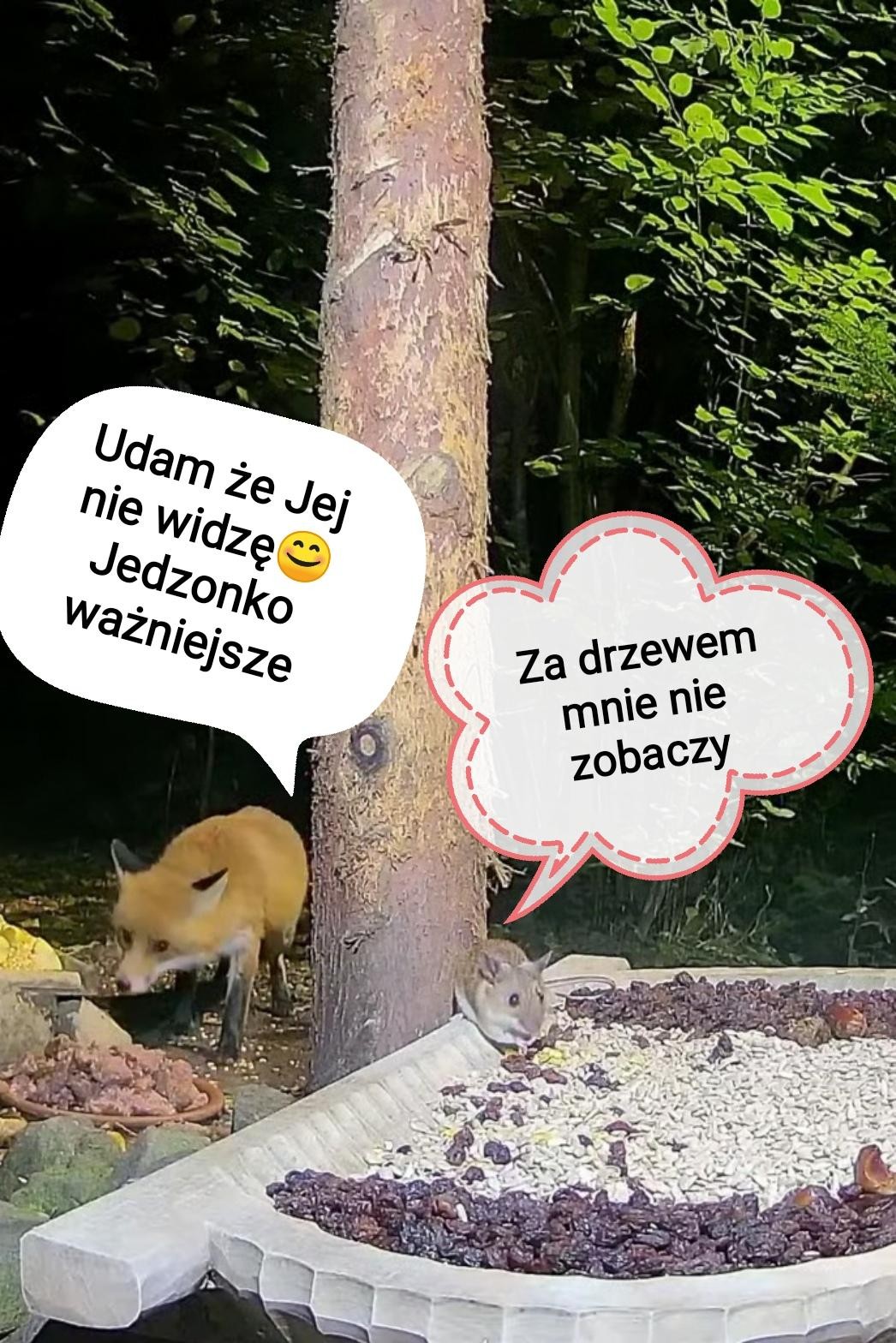 livebirdspoland_f737386643768b552e8ab10d7fa97157.jpg