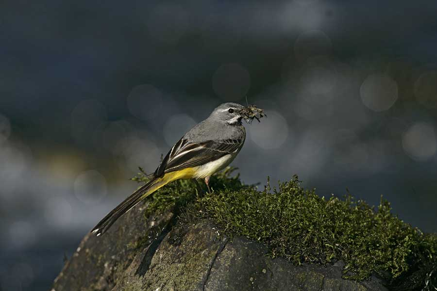 livebirdspoland_52b0675789e9cbc0f28159dcac1d705f.png