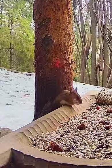 livebirdspoland_7835f7c23f8f1281e908fa335e9b9b96.jpg