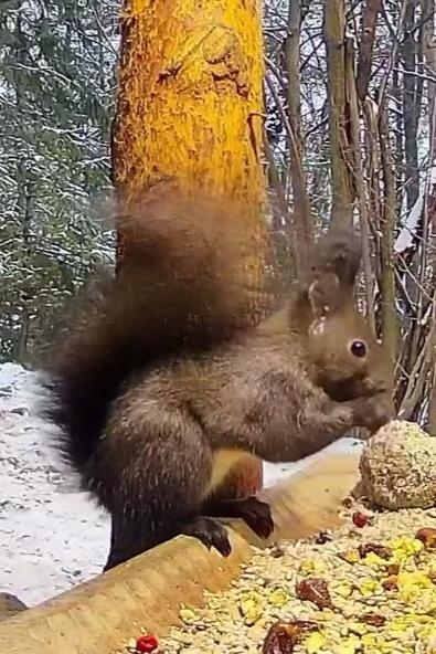 livebirdspoland_26c6d480d0d027bc316f51813eee6846.jpg