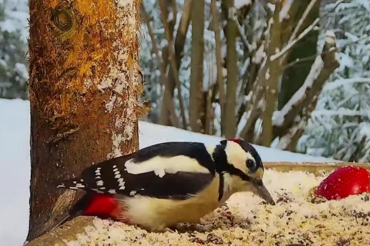 livebirdspoland_40499870d0ab388662e48d79d214bacf.jpg
