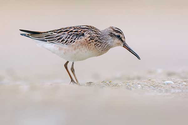 livebirdspoland_3bcfa11616e087d38445266acd0afe47.png