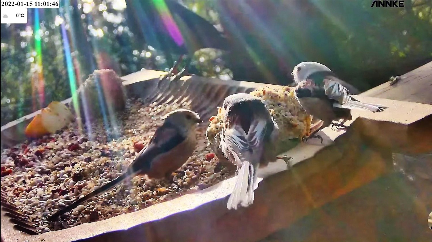 livebirdspoland_c65ee7f6f5b10a674ea3c3a1d166db89.jpg